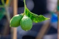 Green unripe lemon citrus fruits growing on lemon tree close up Royalty Free Stock Photo