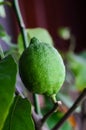 Unripe green lemon on a tree Royalty Free Stock Photo