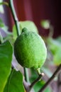 Unripe green lemon on a tree Royalty Free Stock Photo