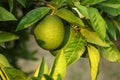 Unripe green lemon on a tree, leaves and branches around. Royalty Free Stock Photo