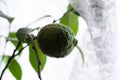 Unripe green lemon on a tree Royalty Free Stock Photo