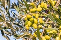 Unripe green olives growing on olive tree against blue sky Royalty Free Stock Photo