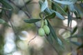 unripe green olives and leaves