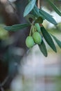 unripe green olives and leaves