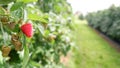 Unripe green and one ripe red raspberry on an open-air farm Royalty Free Stock Photo