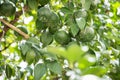 Unripe and Green Oranges with Tree