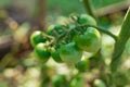 Unripe green ovaries of tomatoes on a branch of a plant Royalty Free Stock Photo