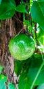 Unripe green passion fruit hanging on passion fruit tree Royalty Free Stock Photo