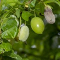 Unripe green plums at a plum tree Royalty Free Stock Photo