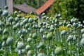 Unripe green poppies heads. Poppy-heads field Royalty Free Stock Photo