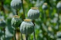 Unripe green poppies heads. Poppy-heads field