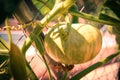 unripe green pumpkin hanging on the branch Royalty Free Stock Photo