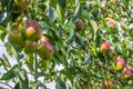 Unripe green and red pears. Young pear tree. Ripe fruit harvest Royalty Free Stock Photo