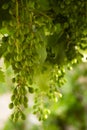 Unripe green small grapes with fresh leaves hanging in bunches Royalty Free Stock Photo