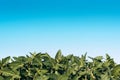 Unripe green soybean field