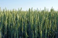 Unripe green spikes of wheat Royalty Free Stock Photo