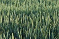 Unripe green spikes of wheat Royalty Free Stock Photo