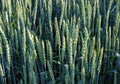 Unripe green spikes of wheat Royalty Free Stock Photo