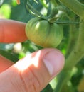 Unripe green tomato