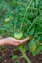 Unripe, green tomato on a branch in a farm garden. Green tomatoes on a bush, the cultivation of selected tomatoes in a greenhouse Royalty Free Stock Photo