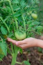 Unripe, green tomato on a branch in a farm garden. Green tomatoes on a bush, the cultivation of selected tomatoes in a greenhouse Royalty Free Stock Photo