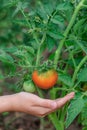 Unripe, green tomato on a branch in a farm garden. Green tomatoes on a bush, the cultivation of selected tomatoes in a greenhouse Royalty Free Stock Photo