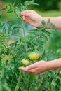 Unripe, green tomato on a branch in a farm garden. Green tomatoes on a bush, the cultivation of selected tomatoes in a greenhouse Royalty Free Stock Photo