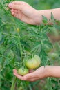 Unripe, green tomato on a branch in a farm garden. Green tomatoes on a bush, the cultivation of selected tomatoes in a greenhouse Royalty Free Stock Photo