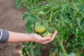 Unripe, green tomato on a branch in a farm garden. Green tomatoes on a bush, the cultivation of selected tomatoes in a greenhouse Royalty Free Stock Photo