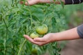 Unripe, green tomato on a branch in a farm garden. Green tomatoes on a bush, the cultivation of selected tomatoes in a greenhouse Royalty Free Stock Photo