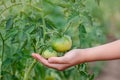 Unripe, green tomato on a branch in a farm garden. Green tomatoes on a bush, the cultivation of selected tomatoes in a greenhouse Royalty Free Stock Photo