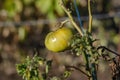 Unripe green tomato on a branch in the garden. Agribusiness, far Royalty Free Stock Photo