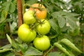 Unripe green tomato on a branch in a greenhouse close-up, natural products Royalty Free Stock Photo