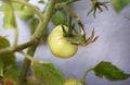 An unripe green tomato on a branch of a tomato plant. Royalty Free Stock Photo