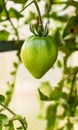 Unripe green tomato on a branch in a vegetable garden in spring Royalty Free Stock Photo