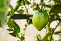 Unripe green tomato on a branch in a vegetable garden in spring Royalty Free Stock Photo