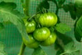 Unripe green tomato fruits growing in polytunnel greenhouse Royalty Free Stock Photo