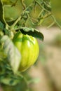 Unripe green tomato growing ina a kotche garden Royalty Free Stock Photo