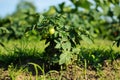 Unripe green tomato otdoor plants Royalty Free Stock Photo