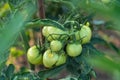 Unripe green tomatoes on a branch in a greenhouse. Selective focus Royalty Free Stock Photo