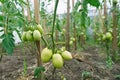 Unripe green tomatoes on a branch. Growing tomatoes. Ripening tomatoes Royalty Free Stock Photo