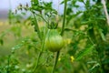 Unripe green tomatoes growing on the garden bed. Tomatoes in the greenhouse with the green fruits. The green tomatoes on Royalty Free Stock Photo