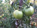 Unripe green tomatoes growing on the garden bed. Tomatoes in the greenhous