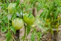 Unripe green tomatoes growing in the grandmother garden