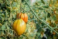 Unripe green tomatoes growing in the greenhouse. The green tomatoes on a branch. Selective focus Royalty Free Stock Photo