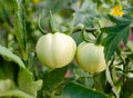 Unripe Green Tomatoes Growing Royalty Free Stock Photo