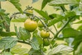 Unripe green tomatoes growing on tomato plant Royalty Free Stock Photo