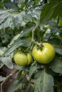 Unripe green tomatoes growing in the vegetable garden, Close up. Growing Organic products Royalty Free Stock Photo
