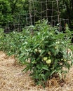 Unripe Green Tomatoes on Healthy Lush Plants Supported by Wire Cages