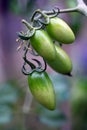 Unripe green tomatoes